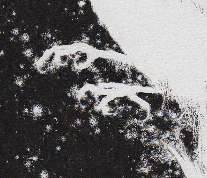 sparrows_detail_3